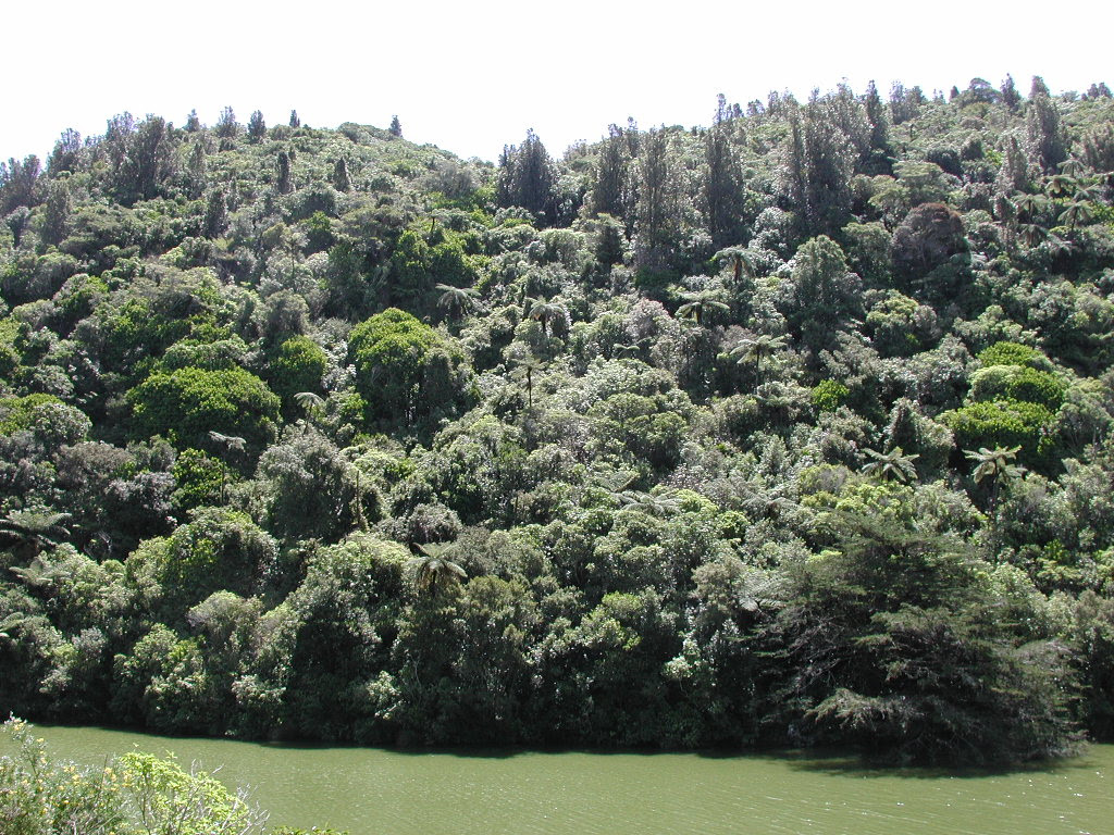 http://upload.wikimedia.org/wikipedia/commons/4/4e/Native_bush_along_lower_lake_in_Karori_Wildlife_Sanctuary.jpg