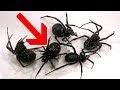 Do You Get Black Widows In Australia / Spider Bites Identify What Bit You And Get Proper Help / Take this quiz and find out!