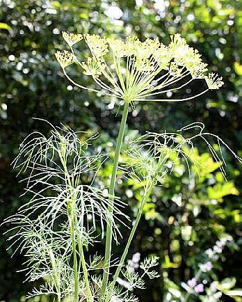 ハーブの花 チコリ ディル タイムetc 手作り野菜と料理を楽しむ夫婦のケンカ日記