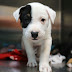 Pet Adoption Logan Utah / Microchipping your pet is a great way to get notified if your beloved pet is ever found but if you never register it then it can't work!