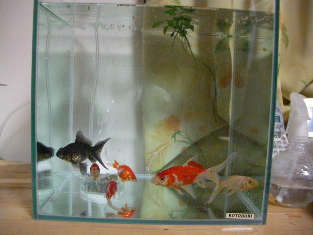 金魚を30cmキューブ水槽へ 写真共有サイト フォト蔵