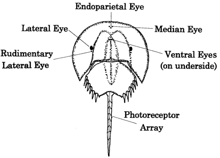 Horseshoe Crab Anatomy