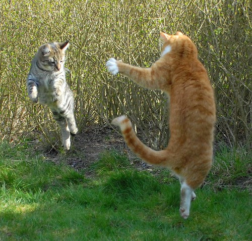 funny pets. Posted by FUNNY PETS at 7:06