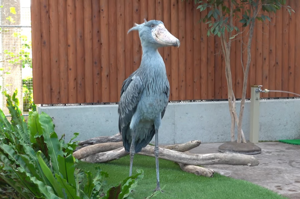 激カワ 掛川花鳥園のハシビロコウがイケメン飼育員さんにラブラブな件 Viva Wマガジン