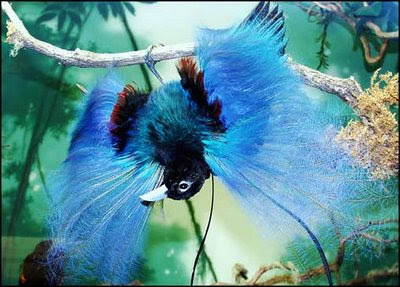 http://wyatthough.files.wordpress.com/2009/04/blue-bird-of-paradise.jpg