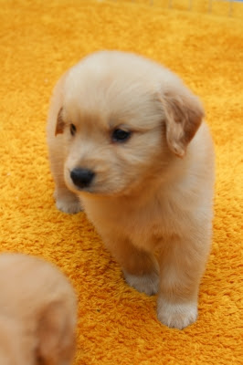 Newでんでんず かわいい動画です ゴールデンレトリバー 子犬 男の子 専門ブリーダーより 見学は埼玉県さいたま市で わんこと一緒