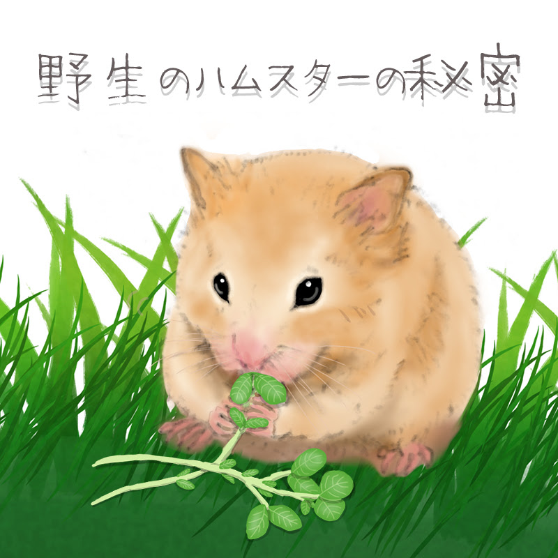 野生のハムスターはどこに住んでいる 分布域 生態 歴史について