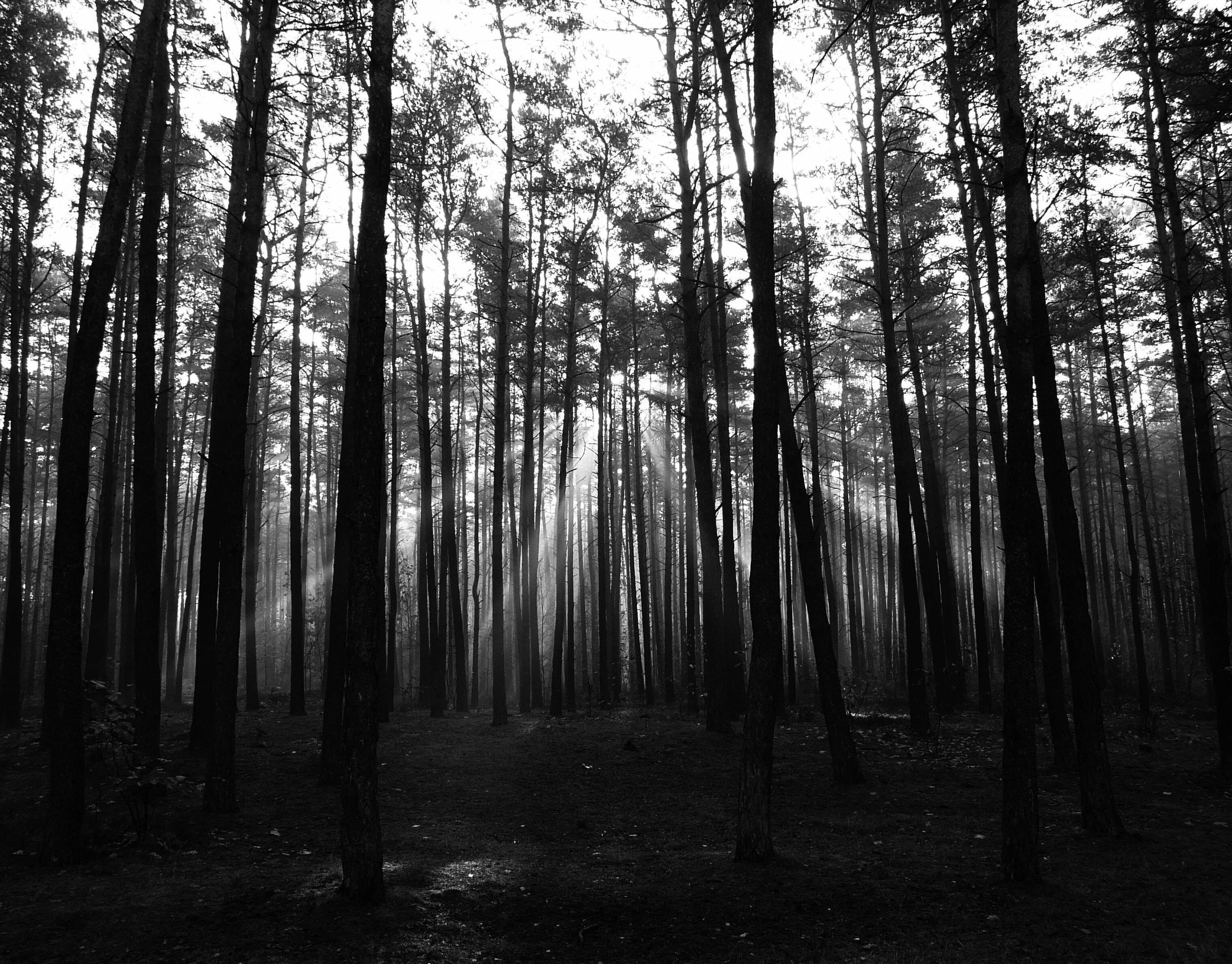 Dark Forest Backgrounds Wallpaper Cave Dark Forest Backgrounds Wallpaper Cave