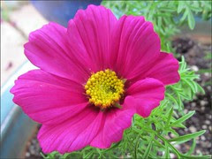 Cosmos