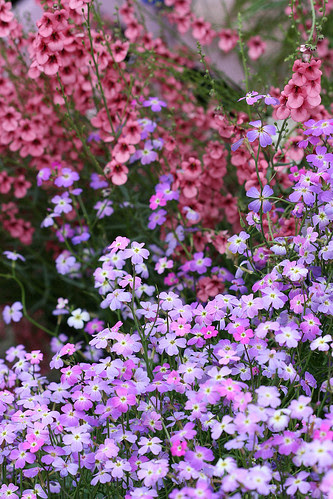 malcomia maritima and diascia integerrima