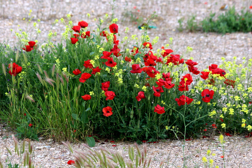 campos de Valdemoro
