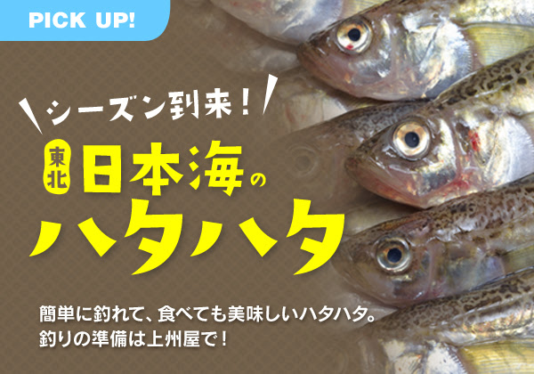 東北日本海２０２１年ハタハタ釣り 実績抜群の専用仕掛けを秋田 山形 他各店にて好評販売中 上州屋ニュース つり具の上州屋 あなたのフィッシング アウトドアライフをサポート