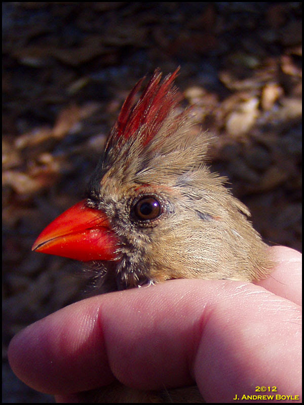 Northern Cardinal