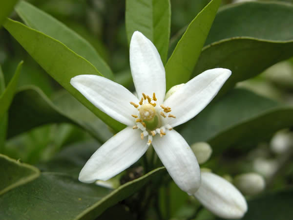 5 15みかんの花 みかんの花