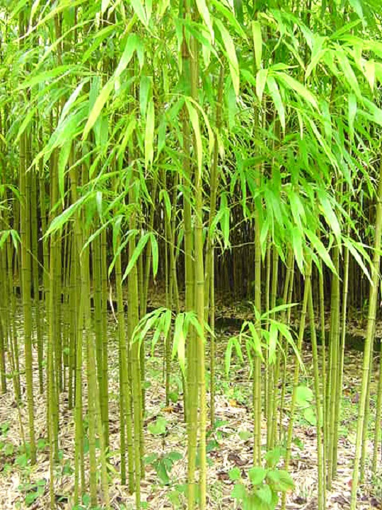 竹笹苗販売再開しました 株式会社 エコパレ