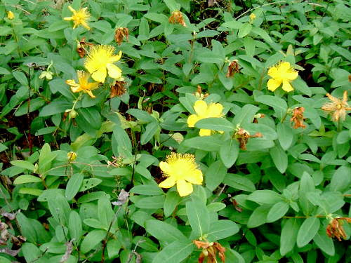 オトギリソウ科オトギリソウ属ヒペリカム カリシナム 学名 Hypericum Calycinum