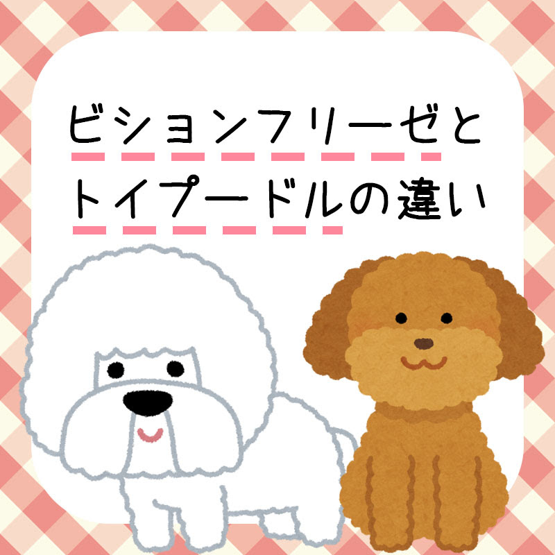ビションフリーゼってどんな犬 トイプードルとは違うの