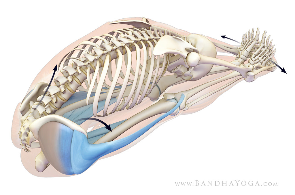 co-activation in paschimottanasana