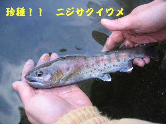 ドタバタ85