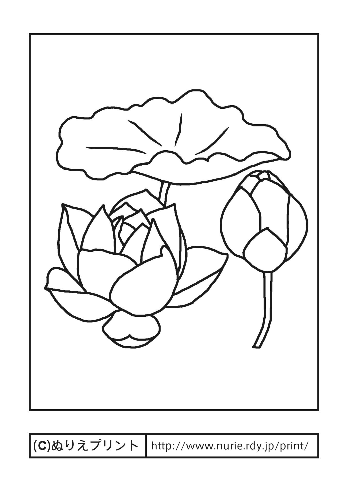 ハス 主線 黒 夏の花 無料塗り絵イラスト ぬりえプリント