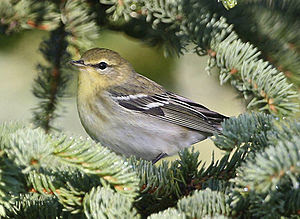 English: A photograph of a Blackpoll Warbler w...