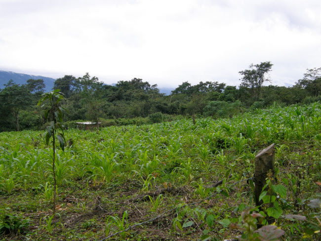 Milpa