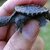 Common Alligator Snapping Turtle Baby - It can be difficult to tell them apart from the alligator snapping turtles when they are .