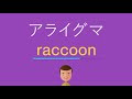 √100以上 アライグマ 英語 発音 978837