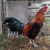 Gallo - Il gallo | Milan Night / Founded in 1921, to promote the breed, encourage its development and keep records.