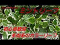 [ベスト] プレクトランサス 多肉 910395-多肉植物 アロ��ティカス プレクトランサ���