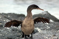 Ptaki na galapagos
