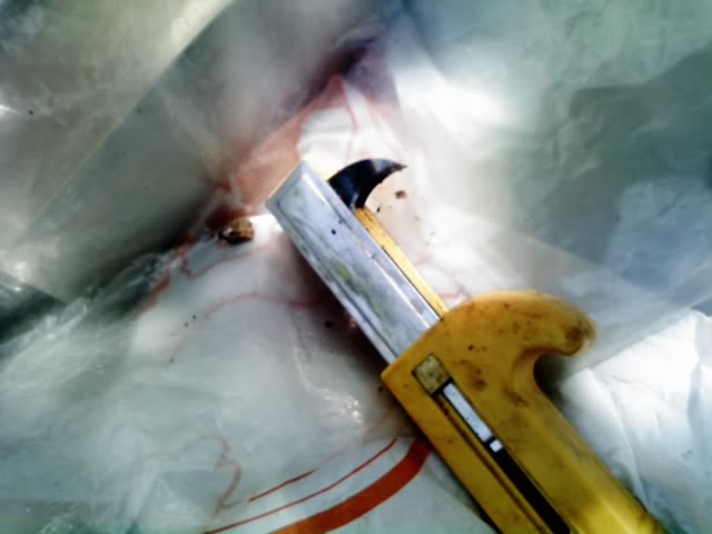 08年4月30日 水 今年も開花 キウイフルーツの 雄木 の花腐れ予防の一つとして 環状剥皮 を行いました ４ ２９ 二つの鳥のクチバシ状の刃を外皮に突き立て そのままぐるっと外皮を一周し マイナスドライバーなどで 外皮部分を剥がし