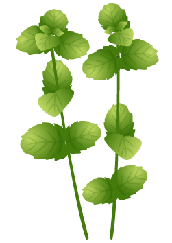 ミントの無料イラスト 素材屋花子