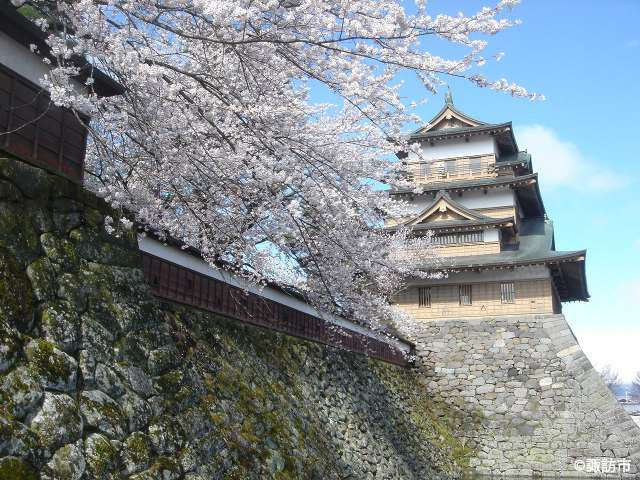 高島城桜１ 諏訪フォトライブラリ