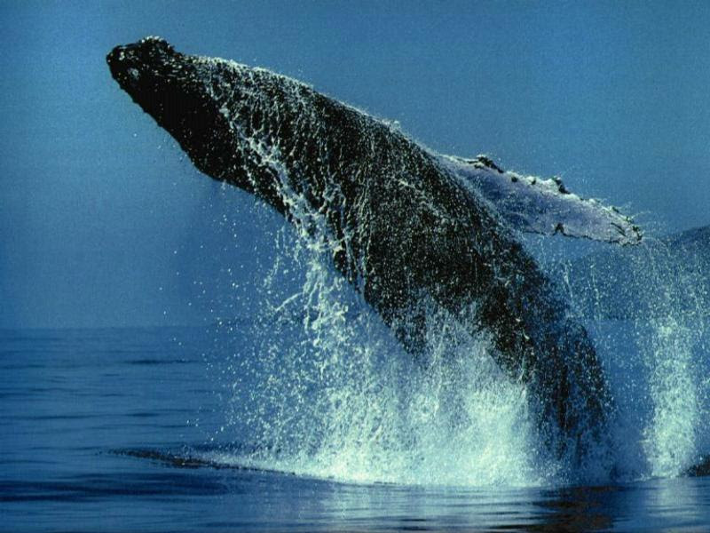 Related Whale wallpapers