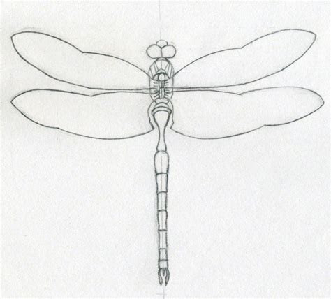dragonfly drawings