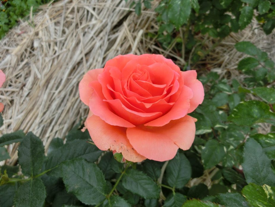 Zukan Rosering Jp Images Rose 1215 Jpg