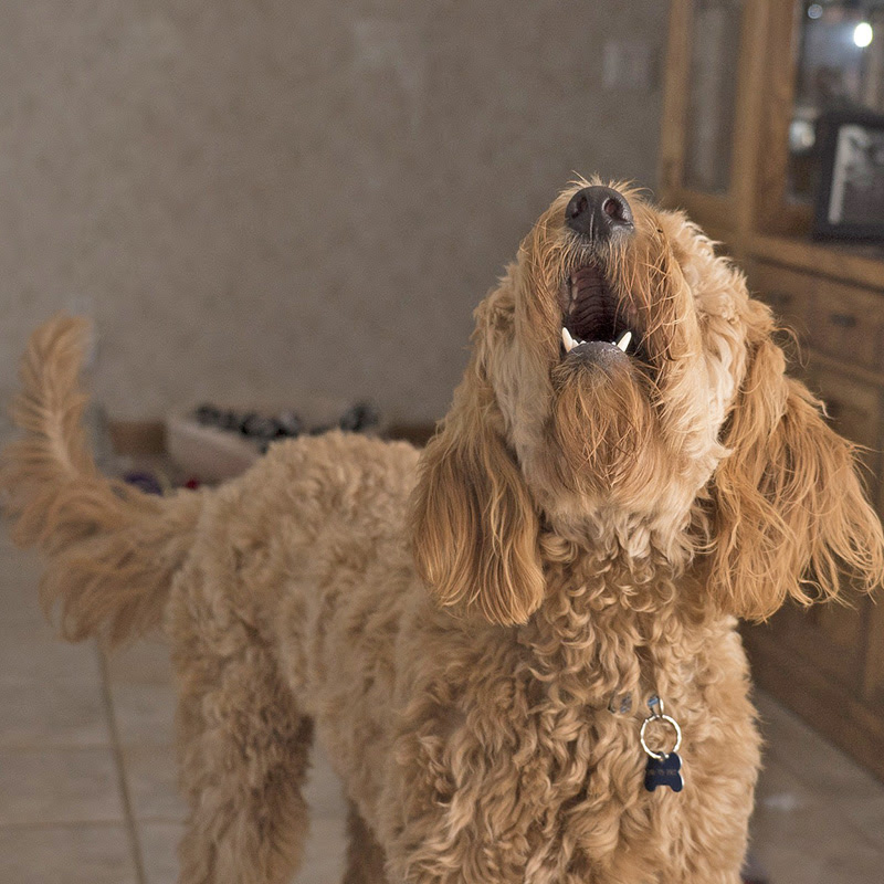 鳴き声 吠え方で違う犬の気持ち 愛犬の鳴き声の意味を知ろう 犬の総合情報サイト ペットスマイルニュースforワンちゃん