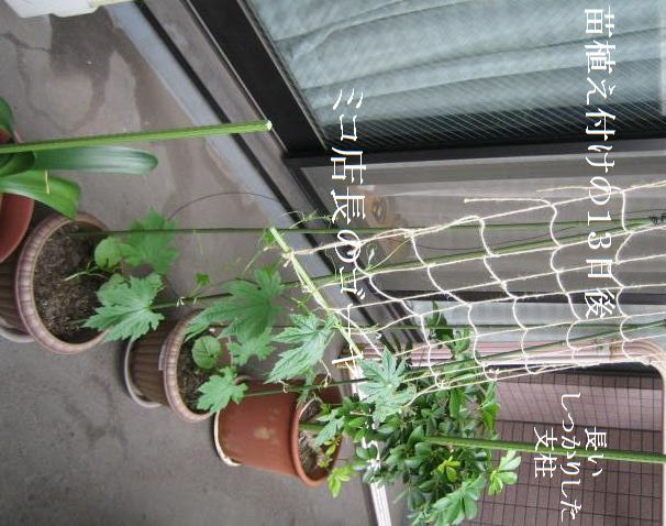 ２ ゴーヤの蕾から花 と支柱作り 店長の趣味 休みの日にゴーヤ ミコ店長の備忘録