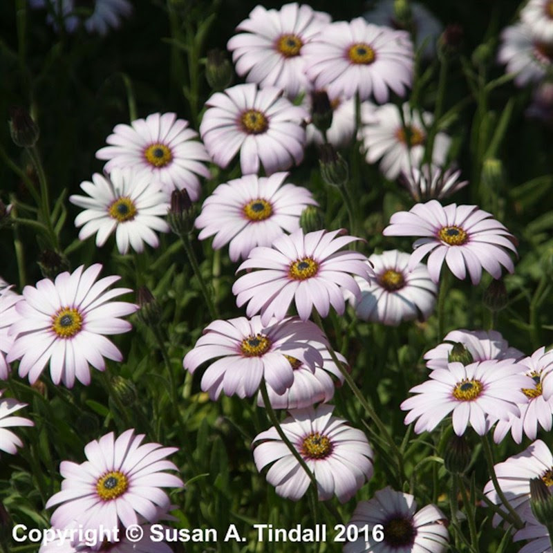 Osteospermum Lady Leitrim Perennial Plant in a 2L Pot