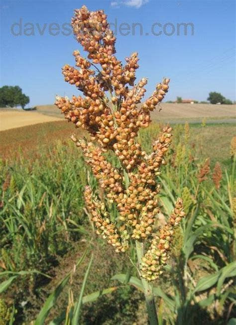 Shattercane resembles a corn or johnsongrass seedlings and it is. PlantFiles Pictures: Sorghum, Milo, Broomcorn, Durra