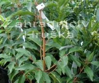 Prunus lusitanica cena