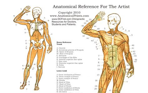 Download AudioBook Free Manual Pdf Free Download Of Anatomy Of The Spirit Library Genesis PDF