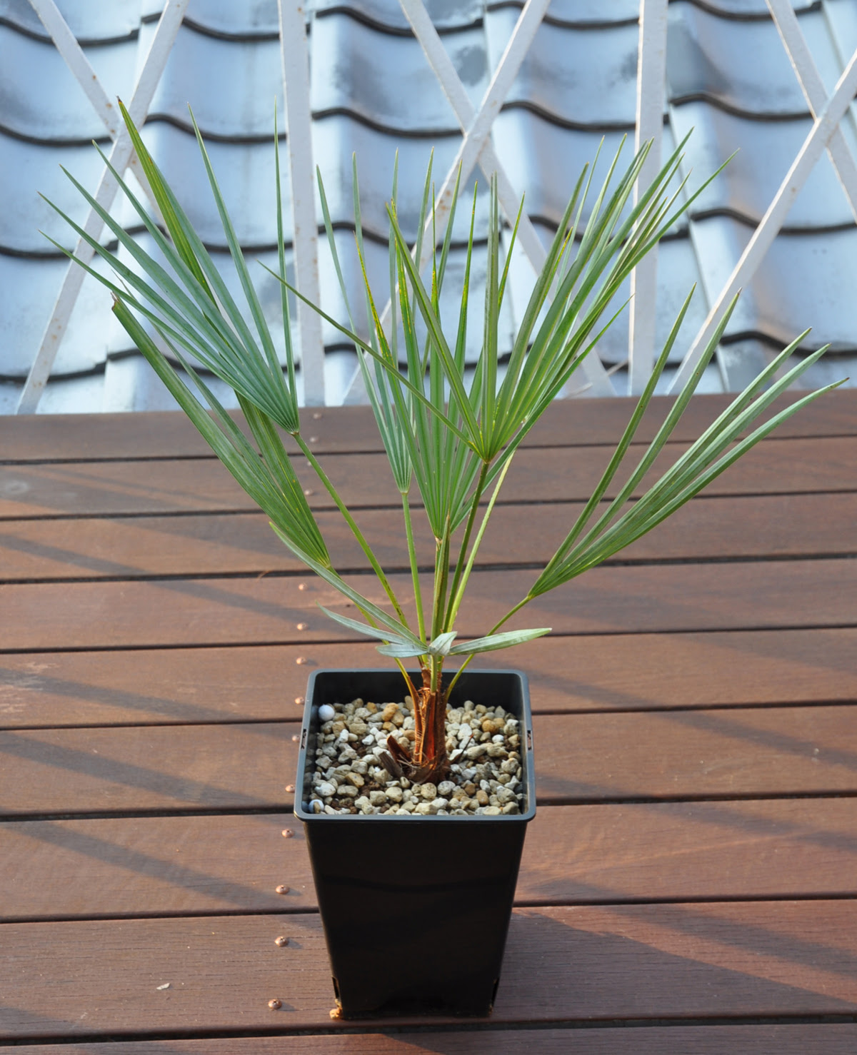 開始日時 21 06 28 月 19 29 終了日時 21 07 01 木 21 24 サイカス カイルンシアナ Cycas Cairnsiana 2苗セット ソテツ 送料無料 商品はソテツの仲間です サイカス カイルンシアナ Cycas Cairnsiana ２苗セットになります 直射日光下