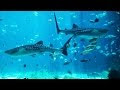 The Georgia Aquarium \u2013 World Tour