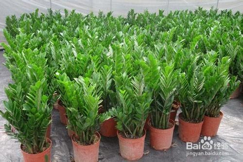 家居植物风水阳台风水植物种什么好