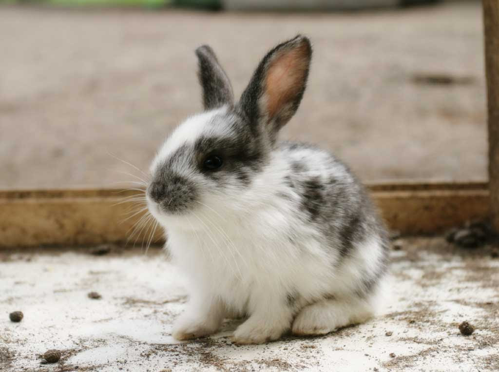 ゆんフリー写真素材集 No 1103 うさぎちゃん 日本 長野