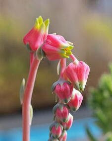 花 エケベリア 1月19日の花と花言葉 エケベリア 魅る魅るガーデニング