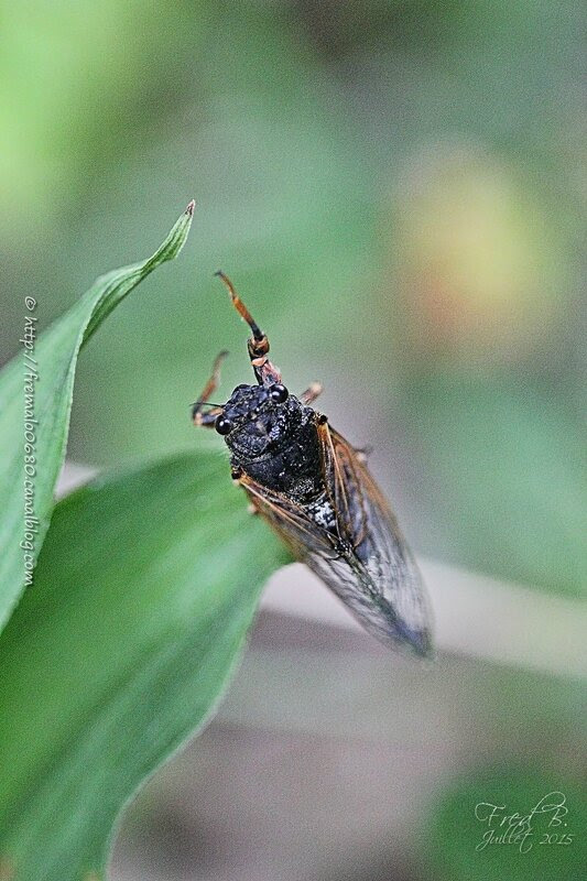 Cicadetta montana
