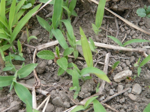 モロヘイヤの栽培 週末ファーマーによる自然農の野菜栽培
